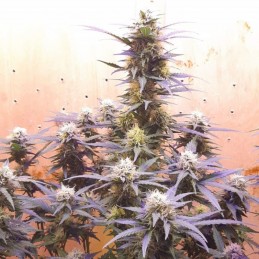 Nasiona marihuany Jack Herer Super Haze - opis odmiany konopi