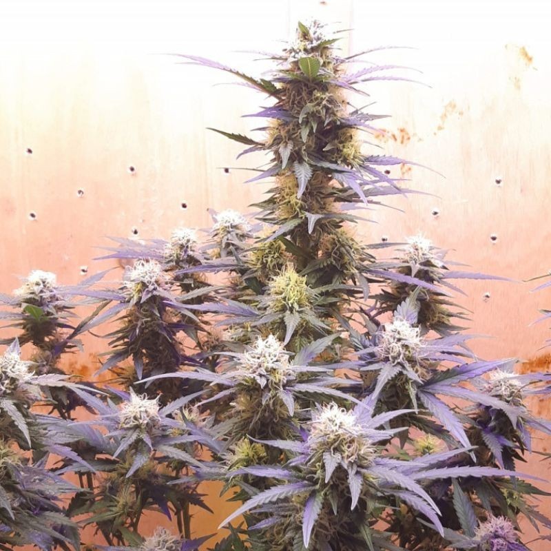 Nasiona marihuany Jack Herer Super Haze - opis odmiany konopi