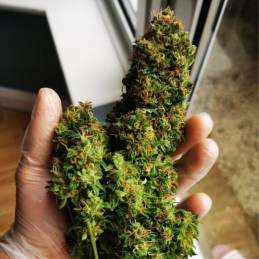 Nasiona marihuany Jack Herer Haze Deluxe - opis odmiany konopi