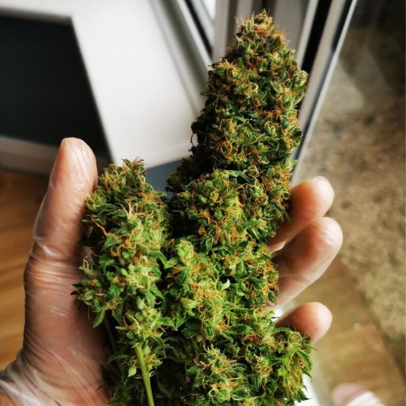 Nasiona marihuany Jack Herer Haze Deluxe - opis odmiany konopi