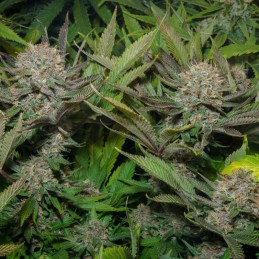 Nasiona marihuany Jack Herer Jet Fuel - opis odmiany konopi