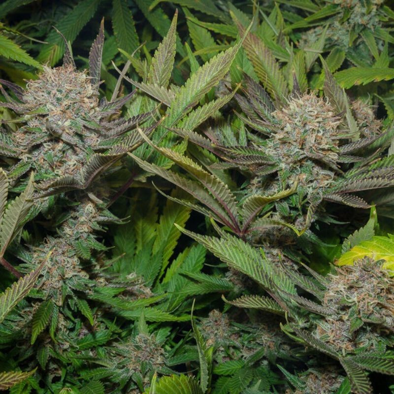 Nasiona marihuany Jack Herer Jet Fuel - opis odmiany konopi