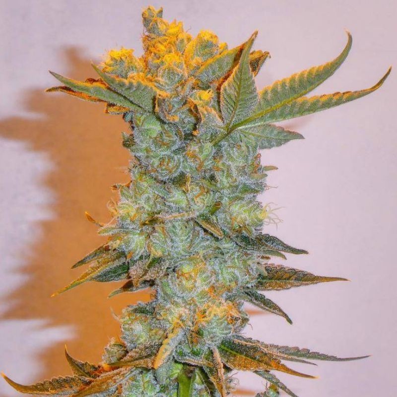 nasiona marihuany White Jack Herer THC - opis odmiany konopi