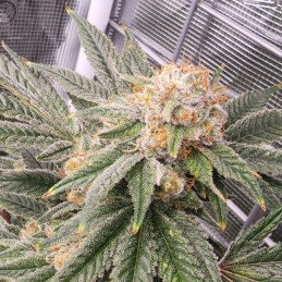 Nasiona marihuany automatyczne Hard Critical Jack Herer Auto - odmiana konopi