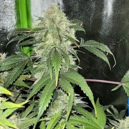 Nasiona marihuany automatyczne Auto Snow Jack Herer - odmiana konopi