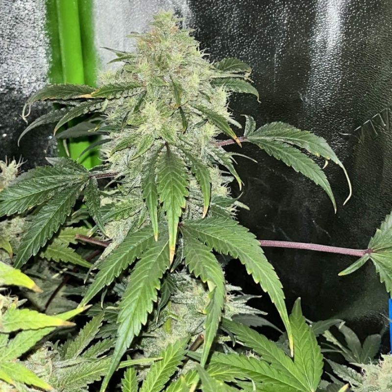 Nasiona marihuany automatyczne Auto Snow Jack Herer - odmiana konopi