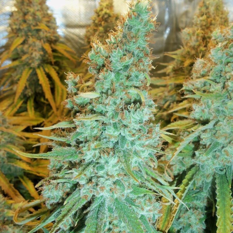 Nasiona marihuany automatyczne Auto Jack Herer Passion - odmiana konopi