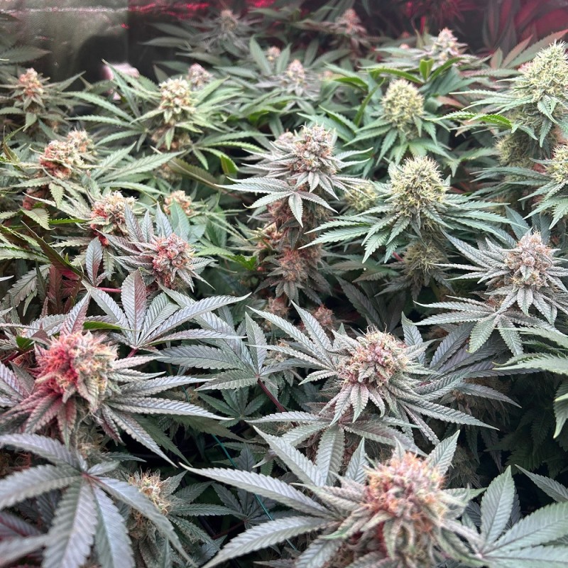 Nasiona marihuany automatyczne Hindu Kush Diesel Auto - opis odmiany konopi