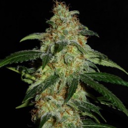 Nasiona marihuany automatyczne Hindu Kush Grapefruit Automatic - opis odmiany konopi