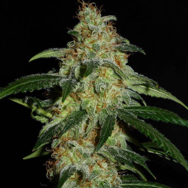 Nasiona marihuany automatyczne Hindu Kush Grapefruit Automatic - opis odmiany konopi