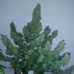 Nasiona marihuany automatyczne Hindu Green Kush Automatic - opis odmiany konopi