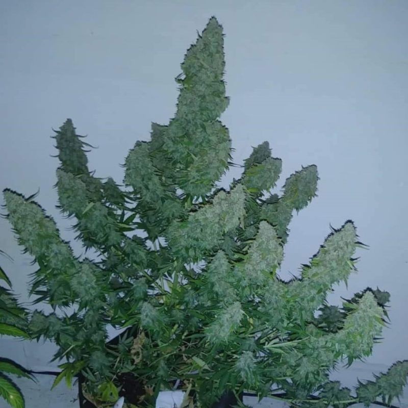 Nasiona marihuany automatyczne Hindu Green Kush Automatic - opis odmiany konopi