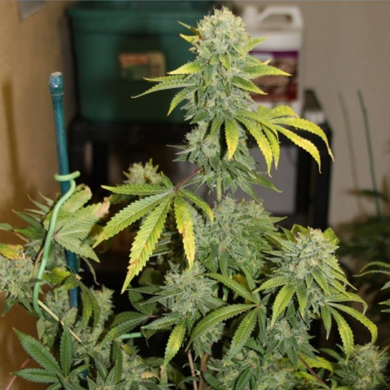 Nasiona marihuany Hindu Kush Killer - opis odmiany konopi