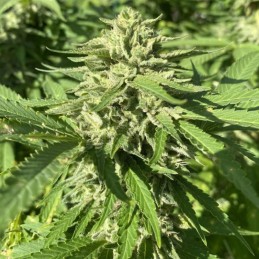 Nasiona marihuany Skunk Santa Muerte - opis odmiany konopi