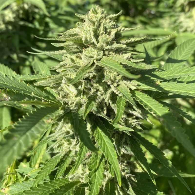 Nasiona marihuany Skunk Santa Muerte - opis odmiany konopi