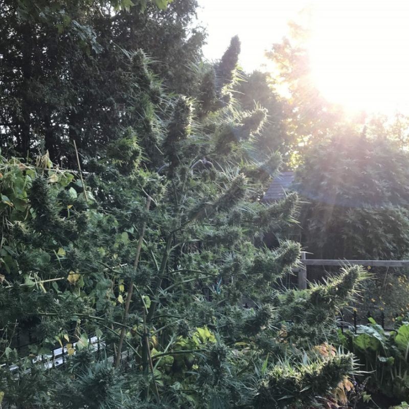 Nasiona medycznej marihuany Durban Poison x Shaman - odmiana konopi