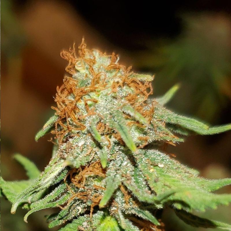 Nasiona marihuany Orange Durban Poison - opis odmiany konopi