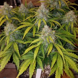 Nasiona medycznej marihuany Durban Haze Exotic - odmiana konopi