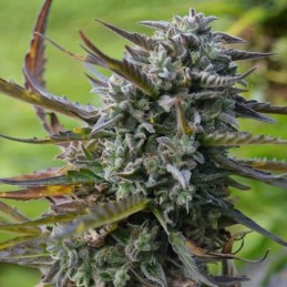 Nasiona marihuany automatyczne Haze Big Bud Automatic - odmiana konopi