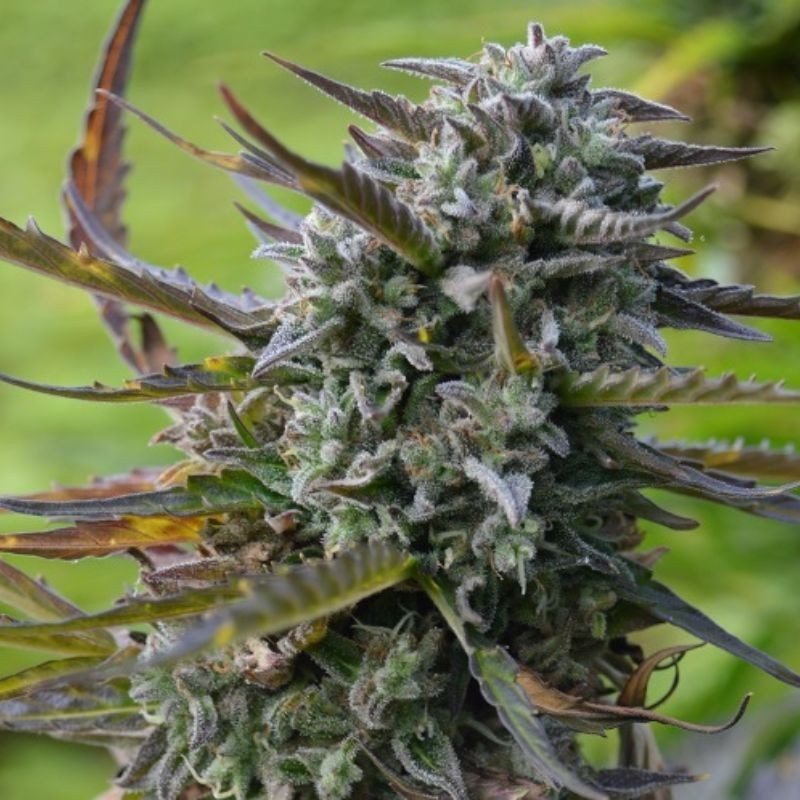 Nasiona marihuany automatyczne Haze Big Bud Automatic - odmiana konopi