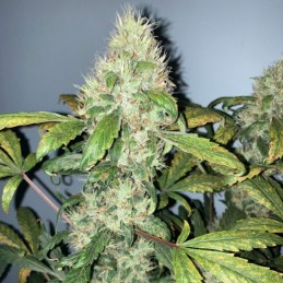 Nasiona marihuany automatyczne Critical Big Bud Auto - odmiana konopi