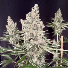 Nasiona marihuany Amnesia Big Bud Auto - odmiana konopi