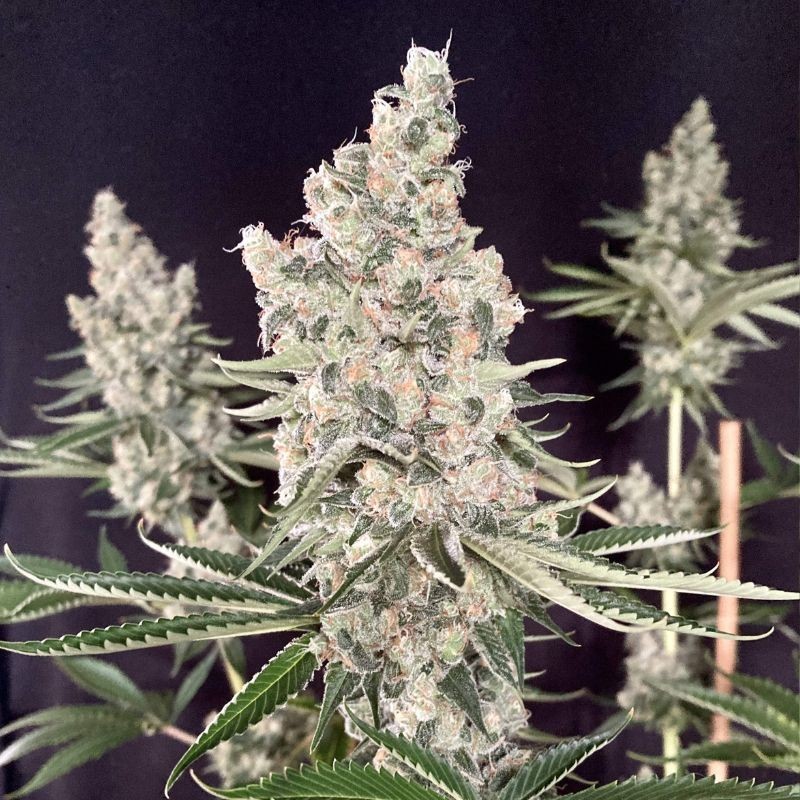 Nasiona marihuany Amnesia Big Bud Auto - odmiana konopi