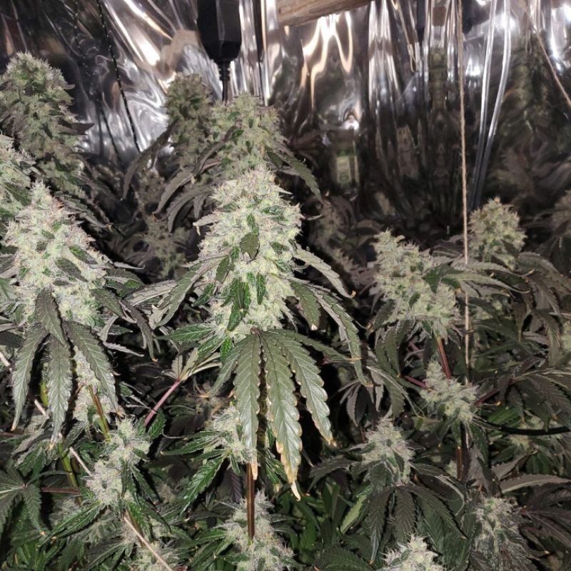 medyczne nasiona marihuany White Big Bud CBD - opis odmiany konopi
