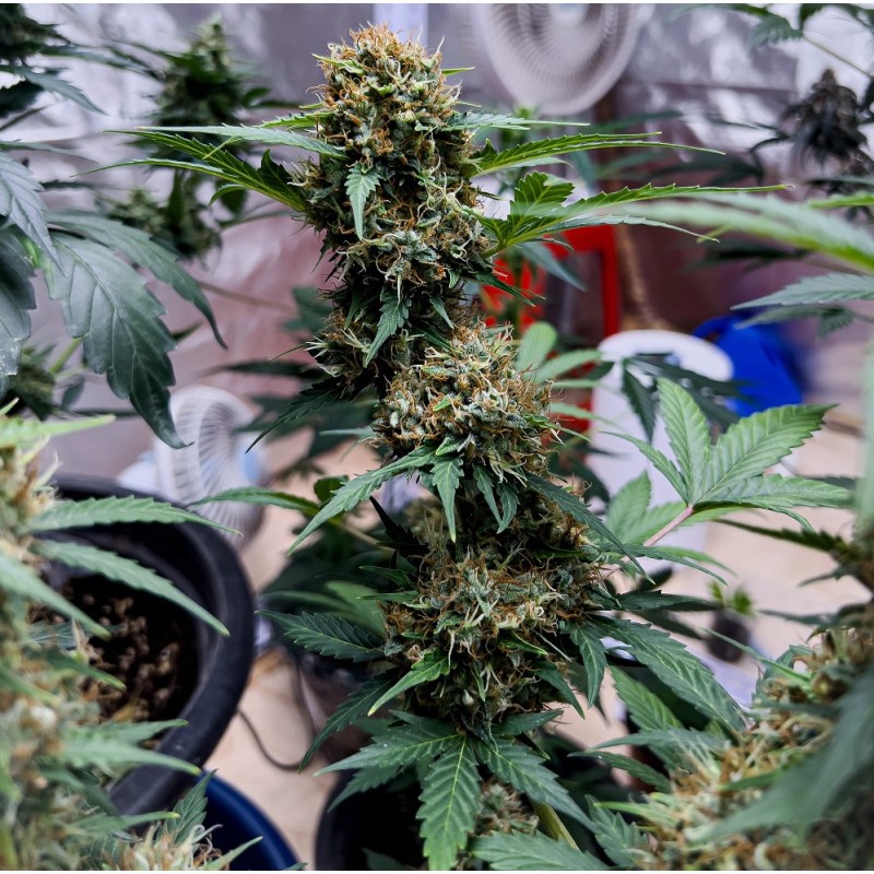 Nasiona marihuany Big Bud Skunk OG - odmiana konopi