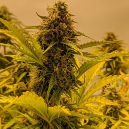 Nasiona marihuany Big Bud Blue Diesel - odmiana konopi