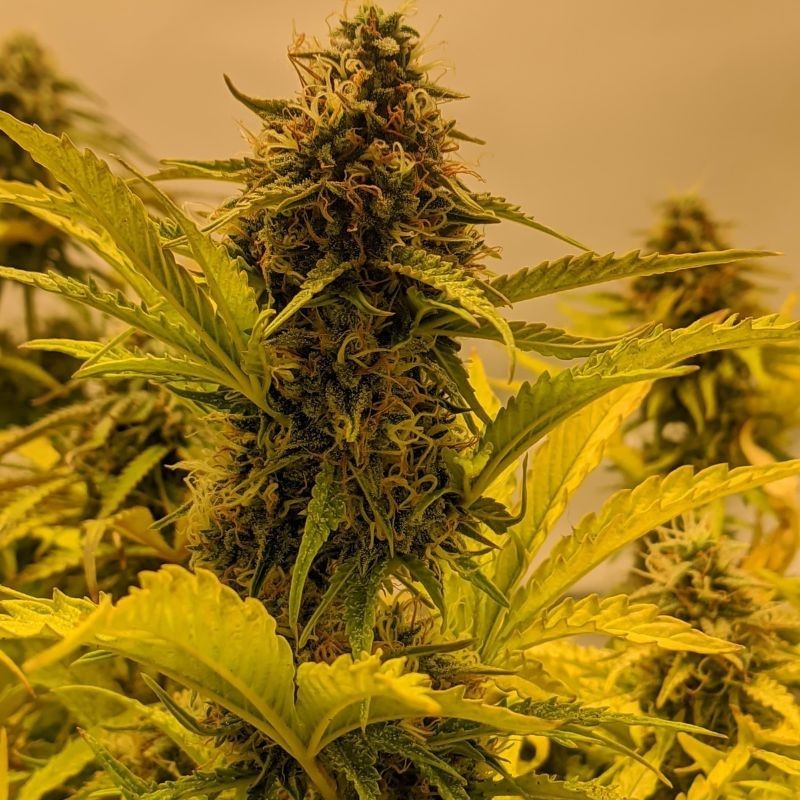 Nasiona marihuany Big Bud Blue Diesel - odmiana konopi