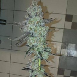 Nasiona marihuany automatyczne Arjan Big Bud Haze - odmiana konopi