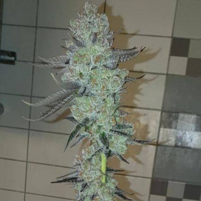 Nasiona marihuany automatyczne Arjan Big Bud Haze - odmiana konopi