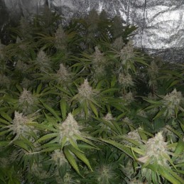 Nasiona marihuany automatyczne Autoflowering White Russian 1 - odmiana konopi