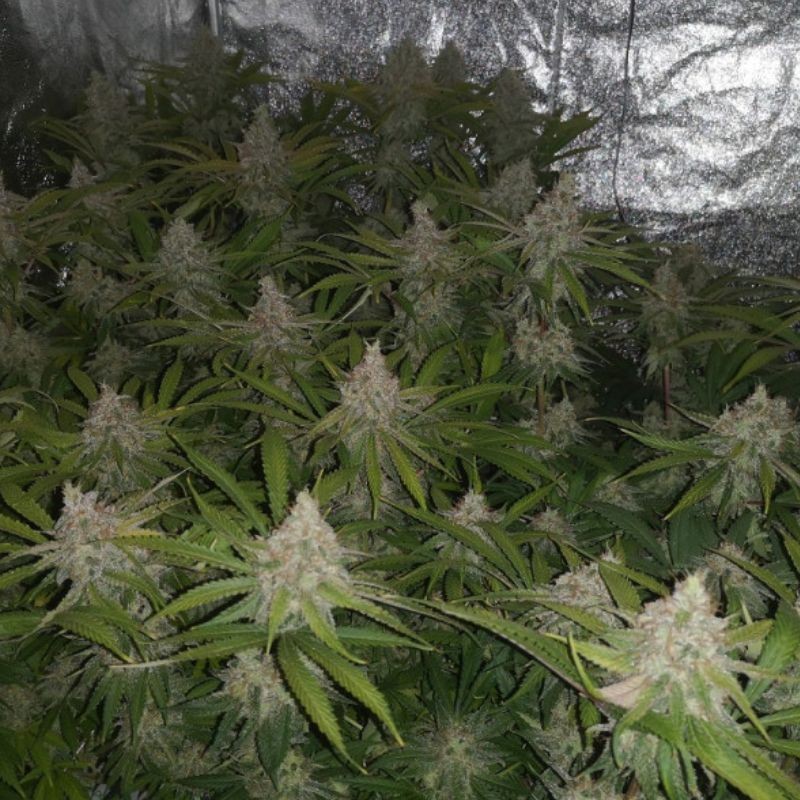 Nasiona marihuany automatyczne Autoflowering White Russian 1 - odmiana konopi