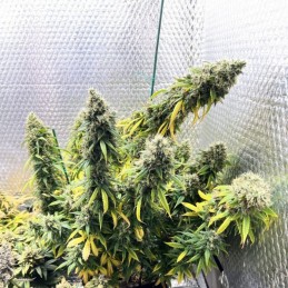 Nasiona marihuany Amnesia White Russian - odmiana konopi