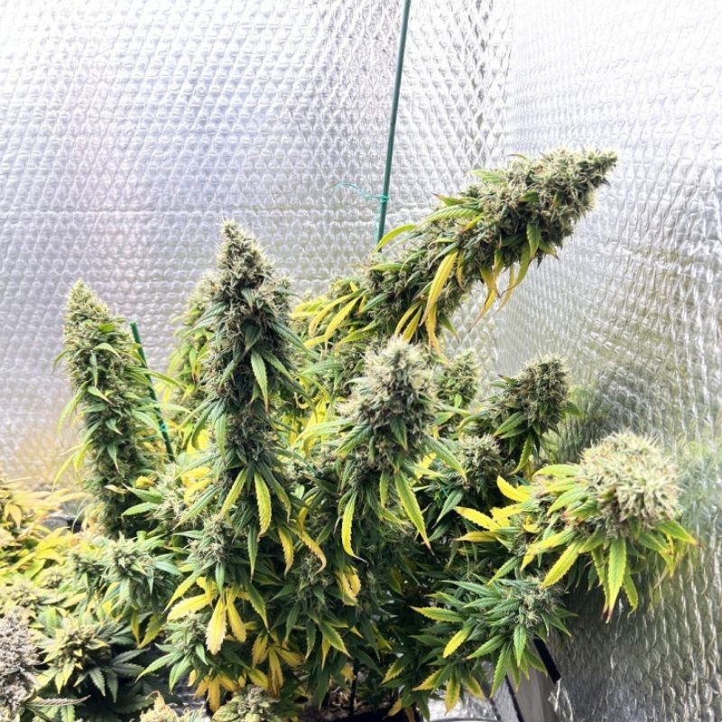 Nasiona marihuany Amnesia White Russian - odmiana konopi