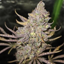 Nasiona marihuany automaty White Russian Pure Auto - opis odmiany konopi