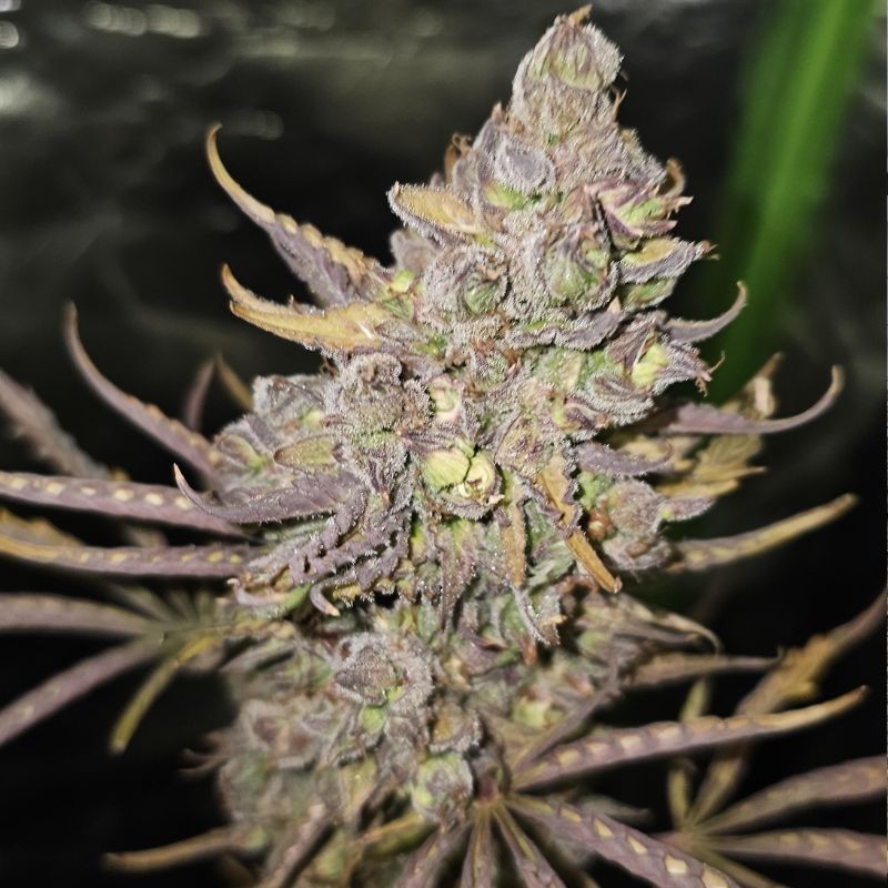 Nasiona marihuany automaty White Russian Pure Auto - opis odmiany konopi