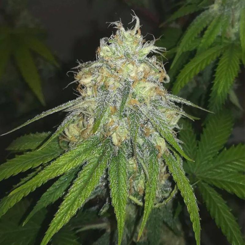 Nasiona marihuany White Russian Haze Auto - opis odmiany konopi