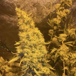 Nasiona marihuany Kali Mist - opis odmiany konopi