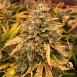 Nasiona marihuany Kali Mist Ayahuasca - opis odmiany konopi