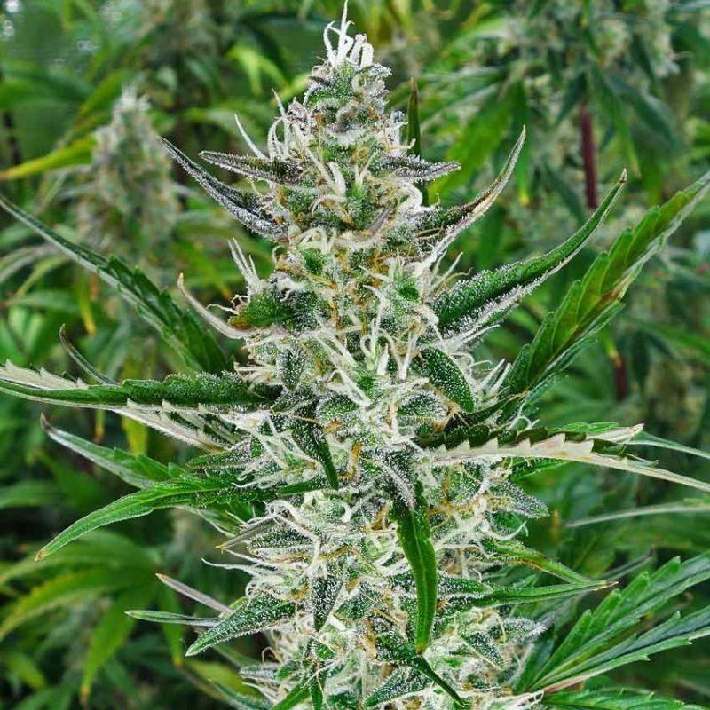 Nasiona marihuany Kali Mist Double Cookies - opis odmiany konopi