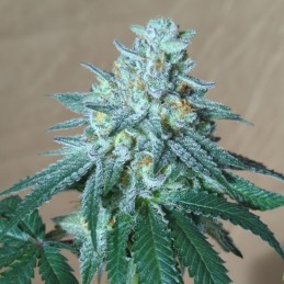 Nasiona marihuany Critical Kali Mist Cheesecake - odmiana konopi