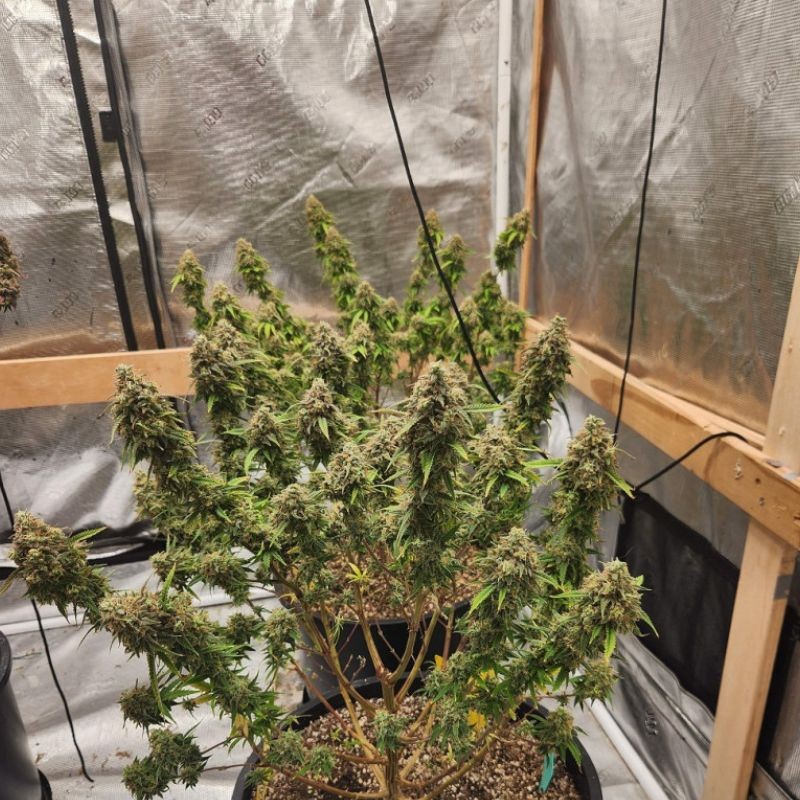 Nasiona marihuany Bubble Gum Lemonade - odmiana konopi