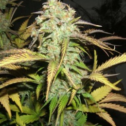 Nasiona marihuany Bubble Gum Gorilla - odmiana konopi