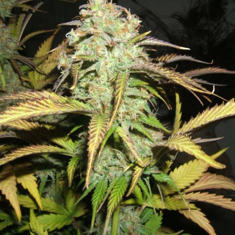 Nasiona marihuany Bubble Gum Gorilla - odmiana konopi