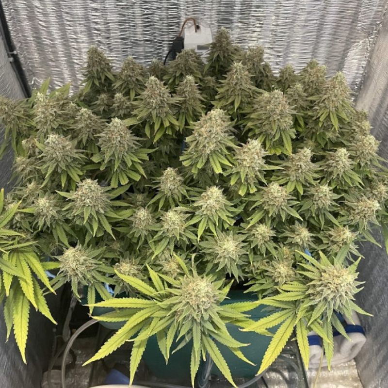 Nasiona marihuany Bubblegum+ Pro Drem Queen - odmiana konopi