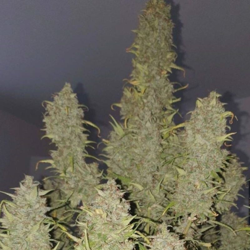 Nasiona marihuany automatyczne Gelato BubbleGum Auto - odmiana konopi