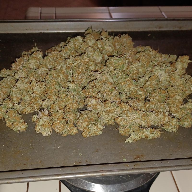 Nasiona marihuany automatyczne Banana Bubblegum Auto - odmiana konopi